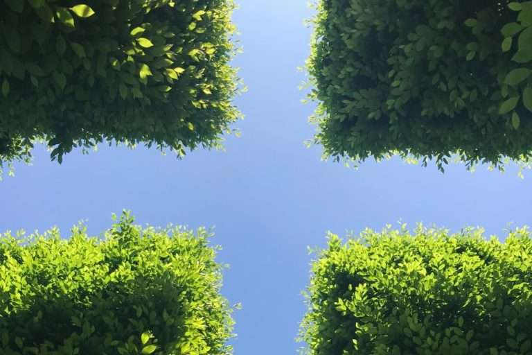 푸른 하늘을 배경으로 아래에서 위로 올려다본 네 개의 무성한 나무 군락의 전경. 각기 다른 방향에서 뻗어 나온 나뭇잎들이 중앙에서 교차하며 만드는 십자 모양의 여백은 지속가능경영의 6가지 전략적 긴장 관계와 그 사이의 균형을 상징함.