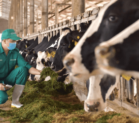 아시아의 ESG 라이징 스타: 베트남의 넷제로 2050과 비나밀크의 임팩트 전략 _ 2